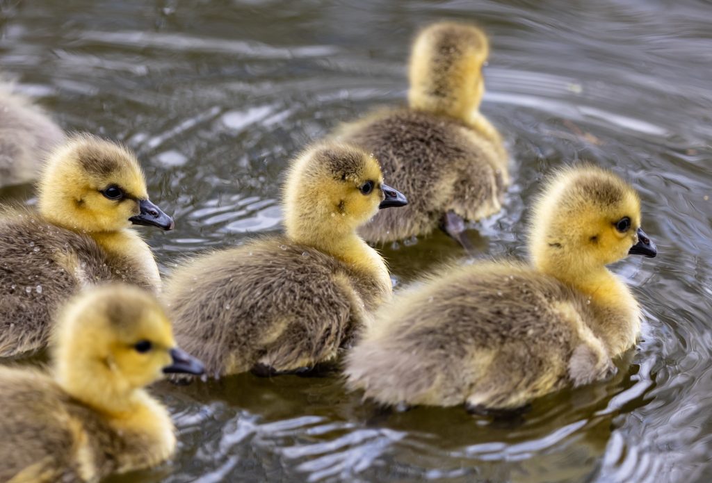 Bisnis Sampingan Ternak Bebek: Perhatikan 4 Hal Ini!