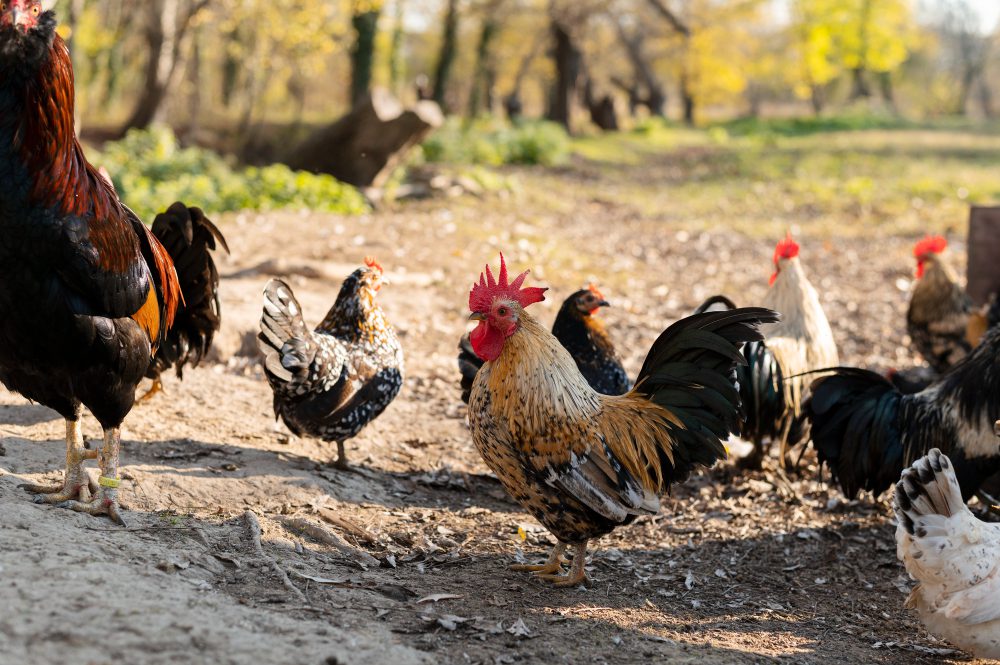 Tips Jitu Peternakan Ayam Hasilkan Banyak Duit!