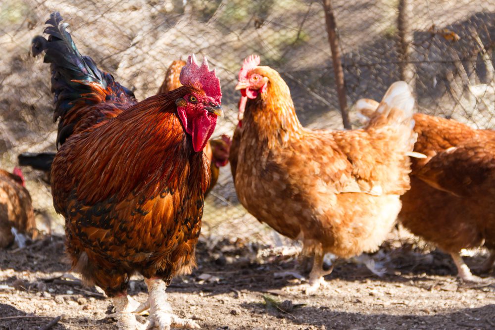 Tips Jitu Peternakan Ayam Hasilkan Banyak Duit!