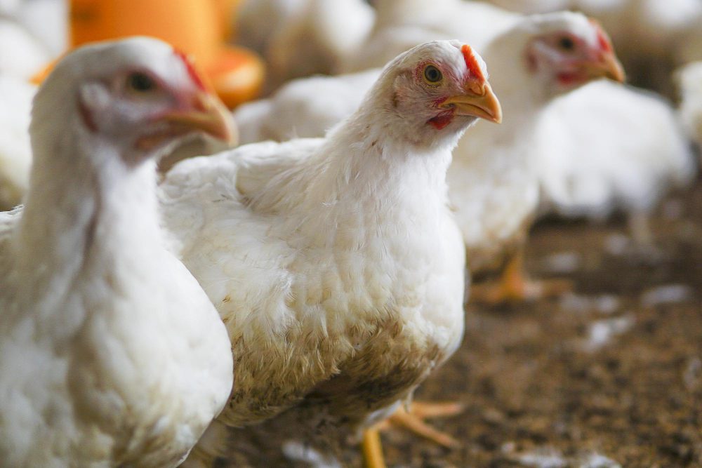 Tips Jitu Peternakan Ayam Hasilkan Banyak Duit!
