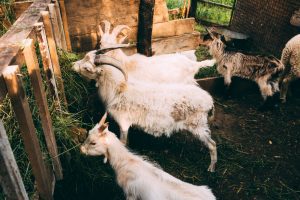 Beternak Kambing: Lakukan 5 Hal Penting Ini!